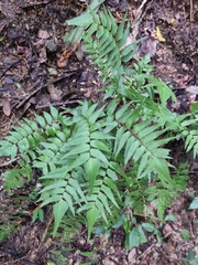 Adiantum lucidum (Adiantum lucidum)
