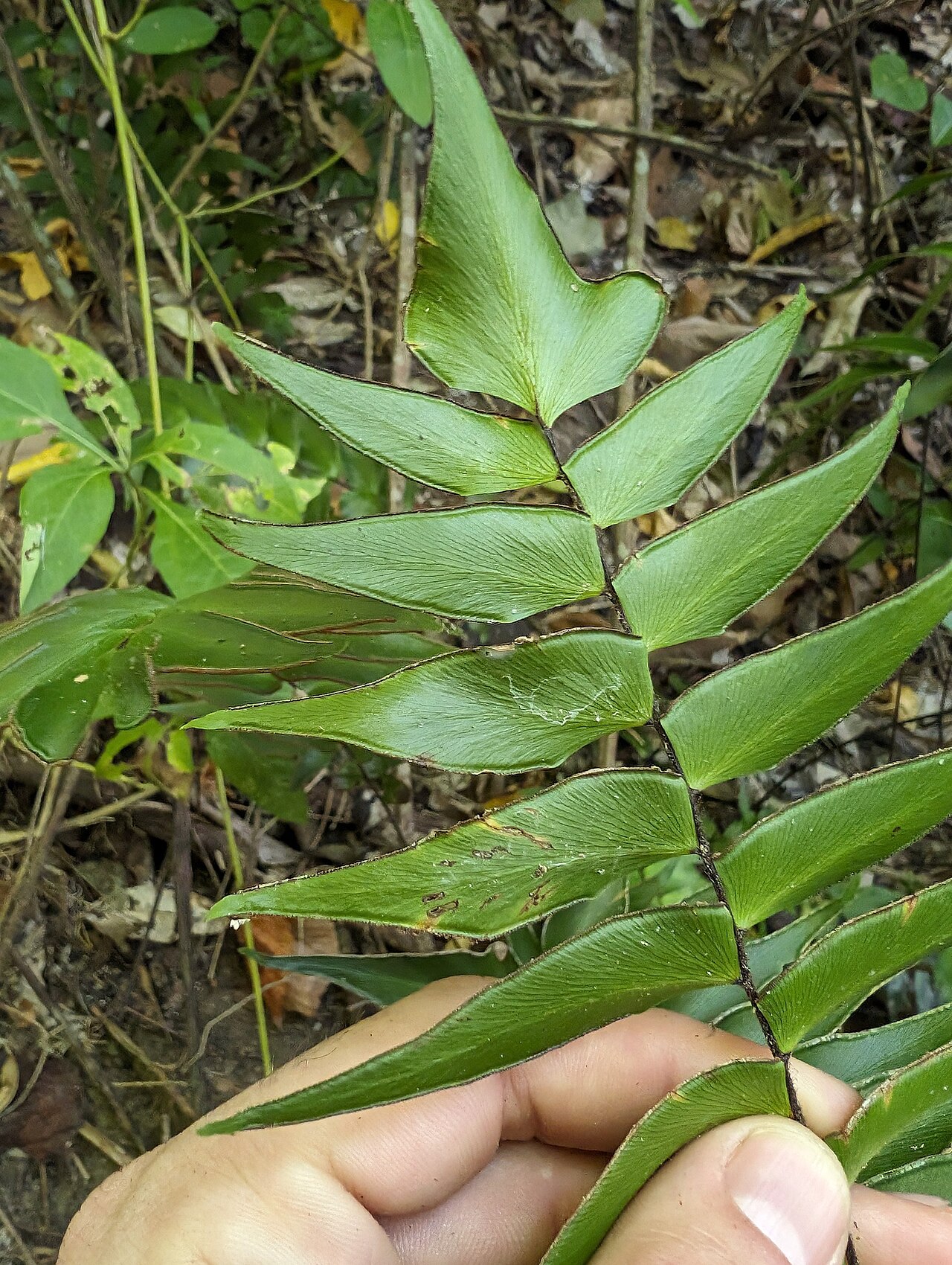 Adiantum lucidum: Adiantum lucidum in Colombia