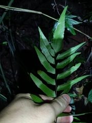 Adiantum lucidum (Adiantum lucidum)