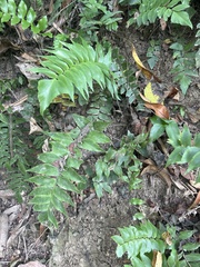 Adiantum lucidum (Adiantum lucidum)