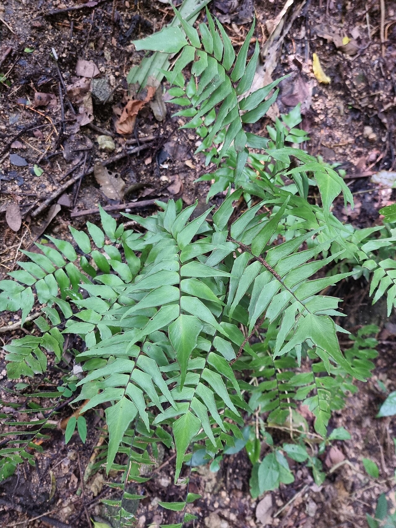 Adiantum lucidum: Adiantum lucidum in Colombia