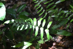 Adiantum lucidum (Adiantum lucidum)