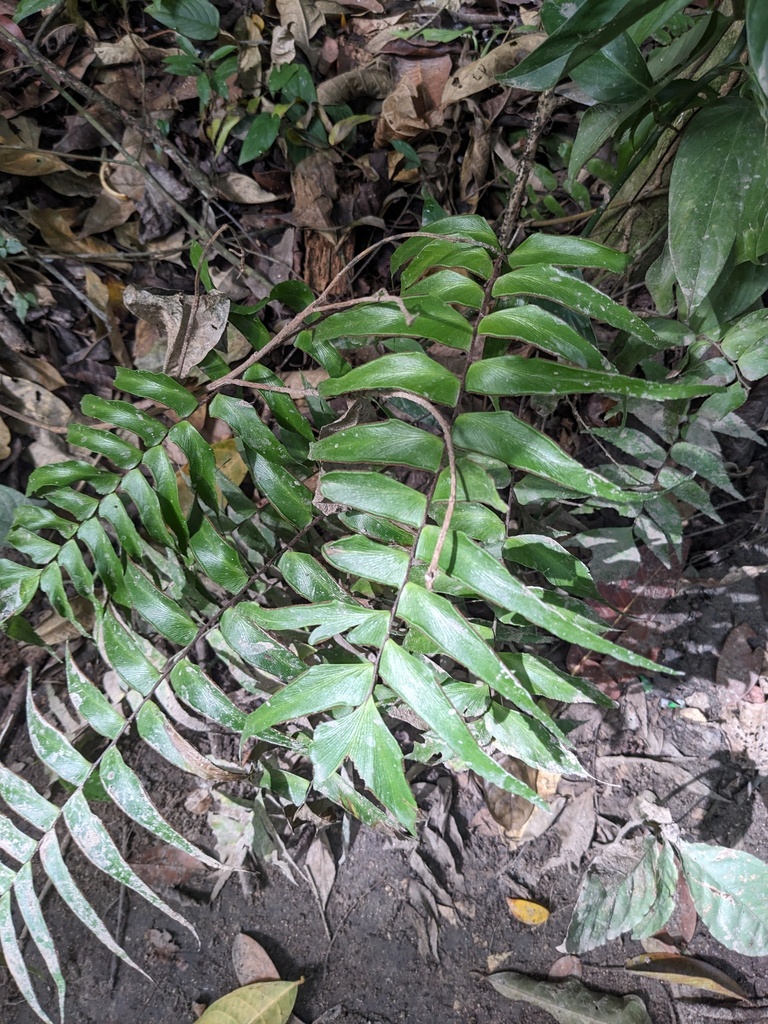 Adiantum lucidum (Adiantum lucidum)