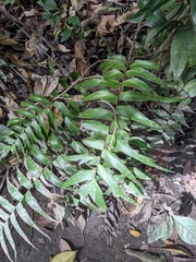 Adiantum lucidum (Adiantum lucidum)