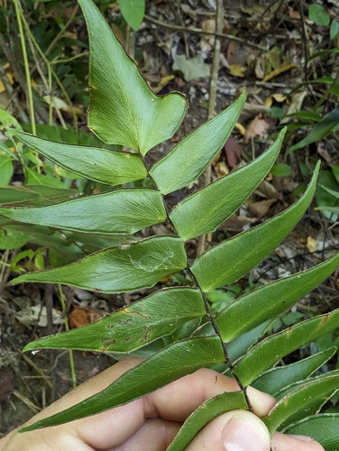 Adiantum lucidum (Adiantum lucidum)