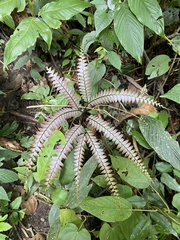 Adiantum macrocladum (Adiantum macrocladum)