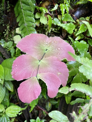 Largeleaf maidenhair (Adiantum macrophyllum)
