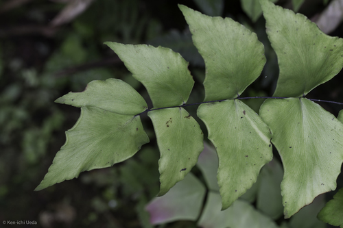 Largeleaf maidenhair (Adiantum macrophyllum)