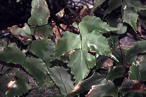 Largeleaf maidenhair: Location taken: Fairchild Tropical Botanic Garden, Miami, FL USA. Names: Adiantum macrophyllum Sw., Large-Leaf Maidenhair-Fern, Largeleaf Maidenhair, 大葉鐵線 Class