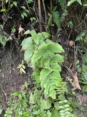 Largeleaf maidenhair (Adiantum macrophyllum)