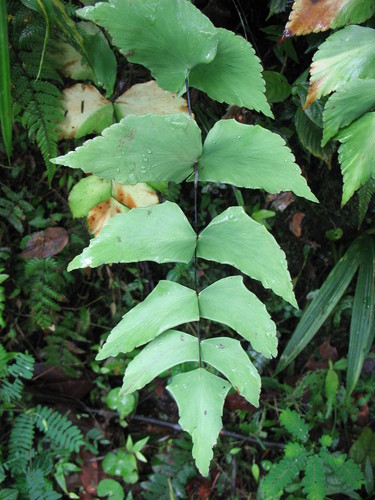 Largeleaf maidenhair (Adiantum macrophyllum)
