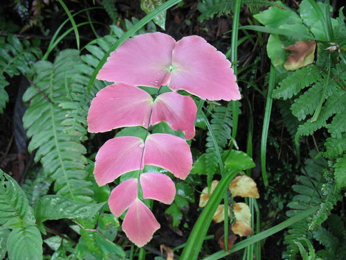 Largeleaf maidenhair (Adiantum macrophyllum)