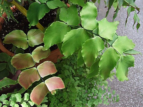 Largeleaf maidenhair: Adiantum macrophyllum
