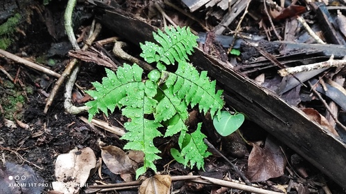 Adiantum mathewsianum (Adiantum mathewsianum)