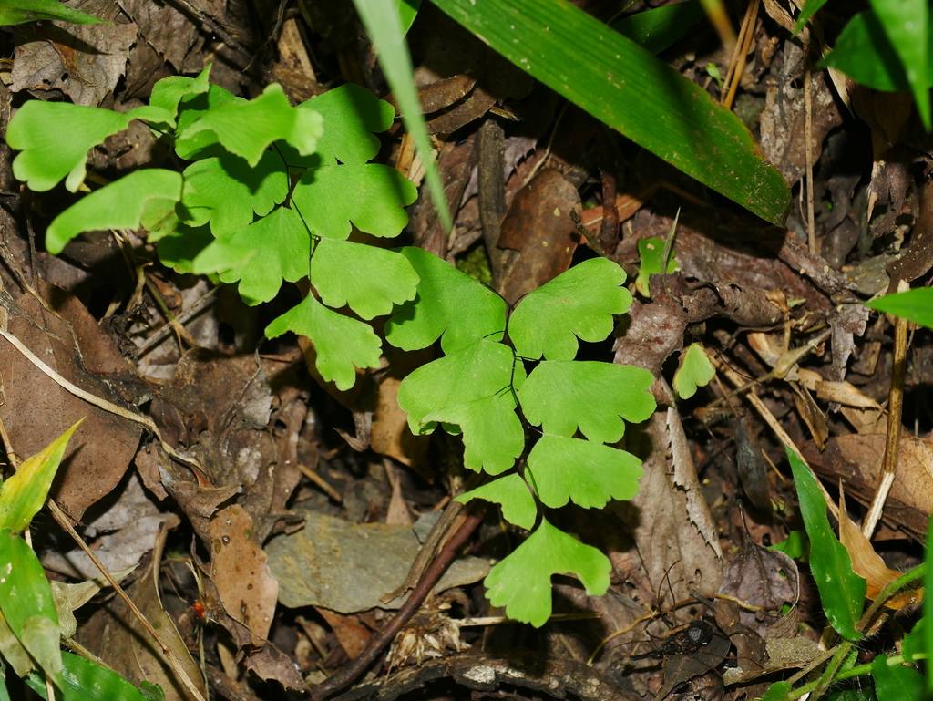Adiantum menglianense (Adiantum menglianense)