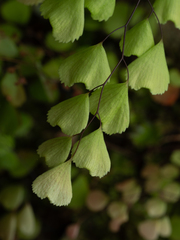 Adiantum monochlamys (Adiantum monochlamys)