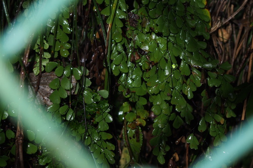 Adiantum monochlamys (Adiantum monochlamys)