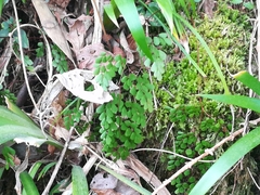 Adiantum monochlamys (Adiantum monochlamys)