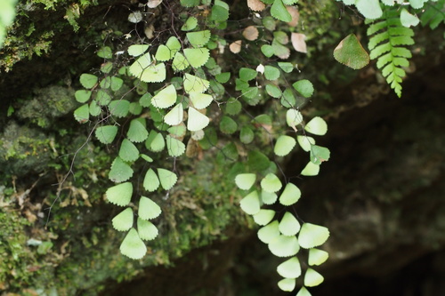 Adiantum monochlamys (Adiantum monochlamys)