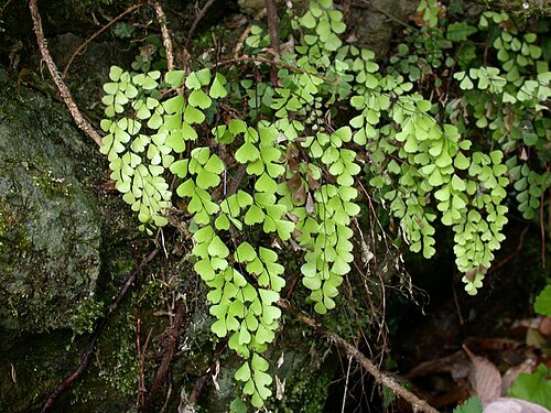 Adiantum monochlamys: Adiantum monochlamys(Parkeriaceae) Japanese name:Hakonesida Date;2008,05,03;Tanabe city, Wakayama prefecture, Japan Author;Keisotyo