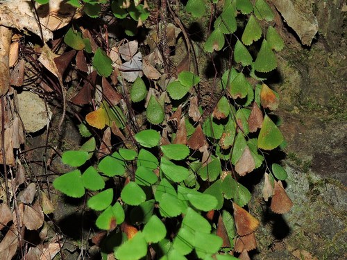 Adiantum monochlamys (Adiantum monochlamys)