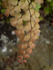 Adiantum monochlamys (Adiantum monochlamys)