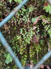 Adiantum monochlamys (Adiantum monochlamys)