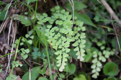 Adiantum monochlamys (Adiantum monochlamys)