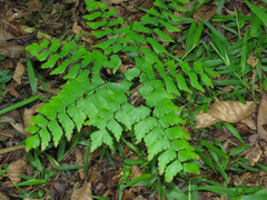 Adiantum mynsseniae (Adiantum mynsseniae)
