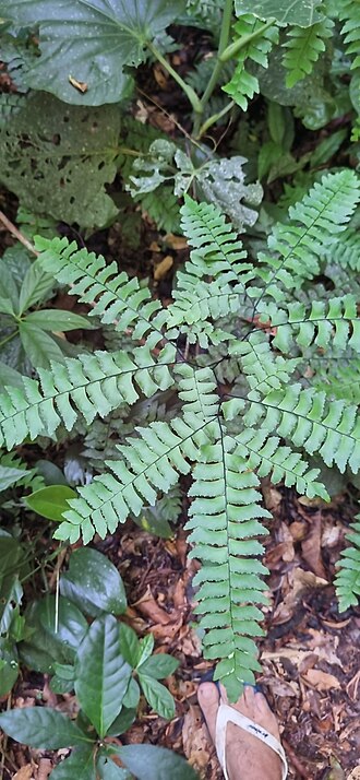 Adiantum mynsseniae: Registro de Adiantum mynsseniae em Parque Estadual Serra do Mar.