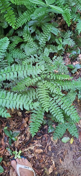 Adiantum mynsseniae: Adiantum mynsseniae, a plant, photographed in Parque Estadual da Serra do Mar, Brazil.