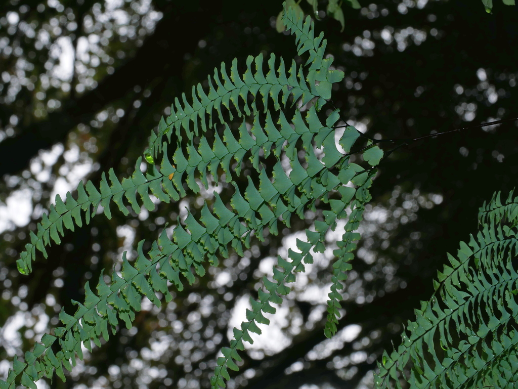 Adiantum myriosorum (Adiantum myriosorum)