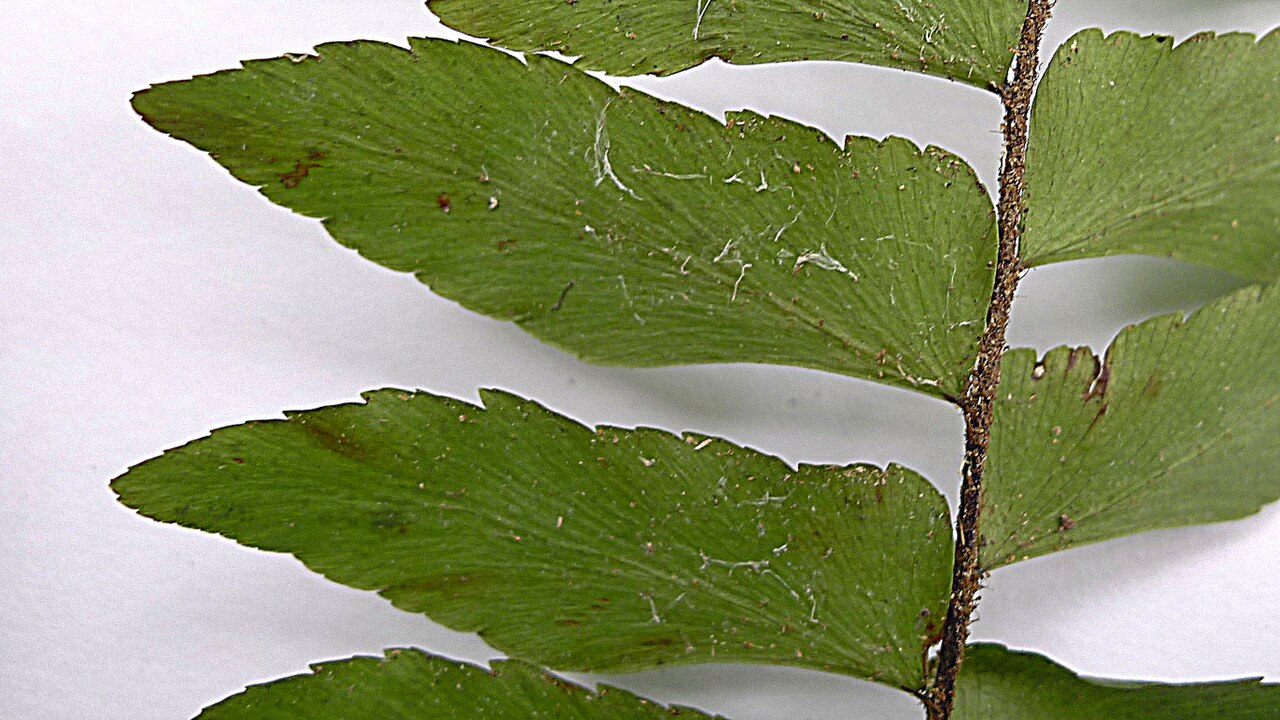 Oblique maidenhair: Adiantum obliquum Willd.