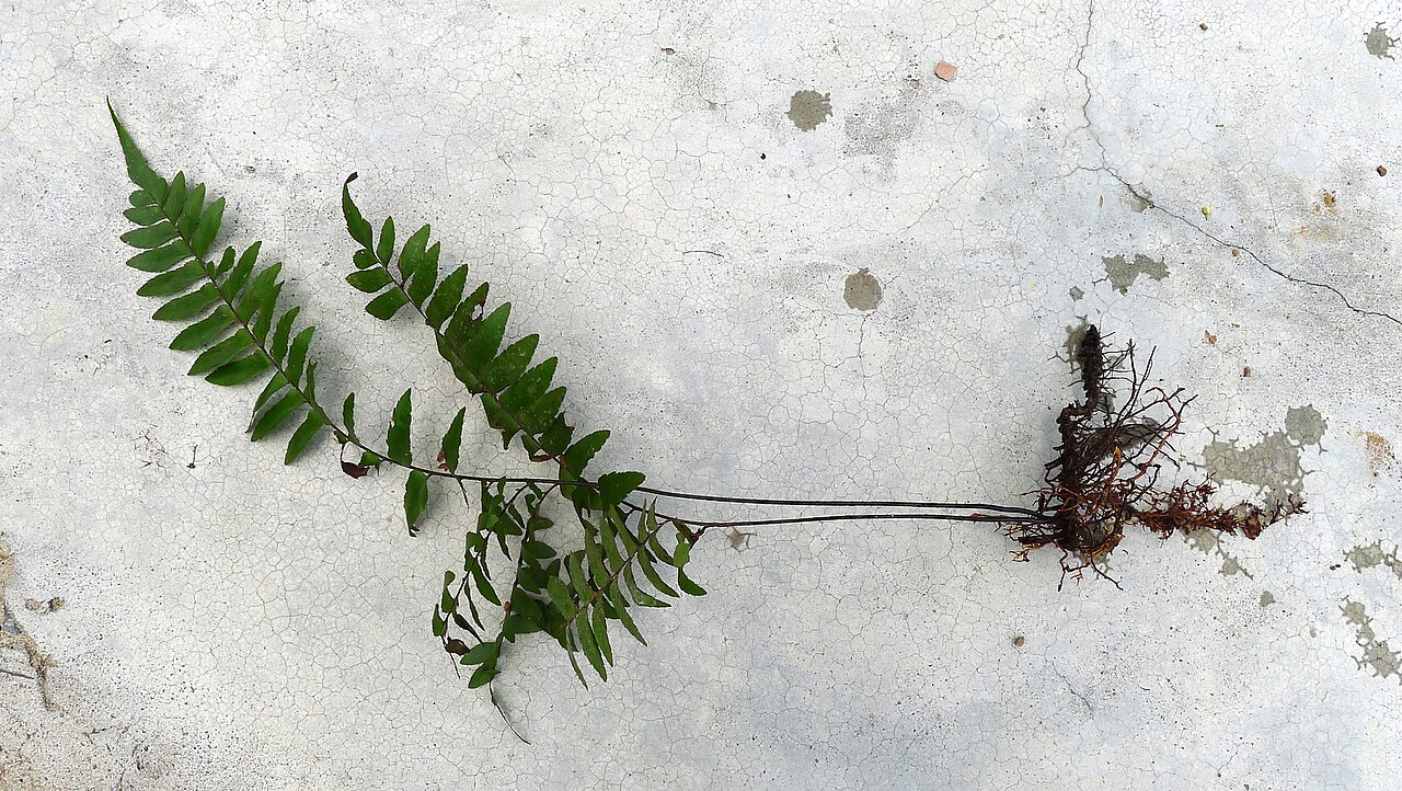 Oblique maidenhair: Adiantum obliquum Willd.