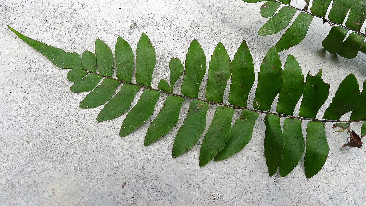 Oblique maidenhair: Adiantum obliquum Willd.
