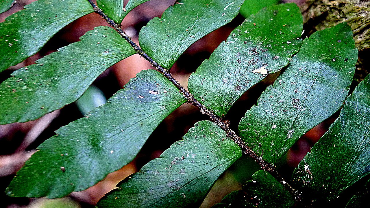 Oblique maidenhair: Adiantum obliquum Willd.