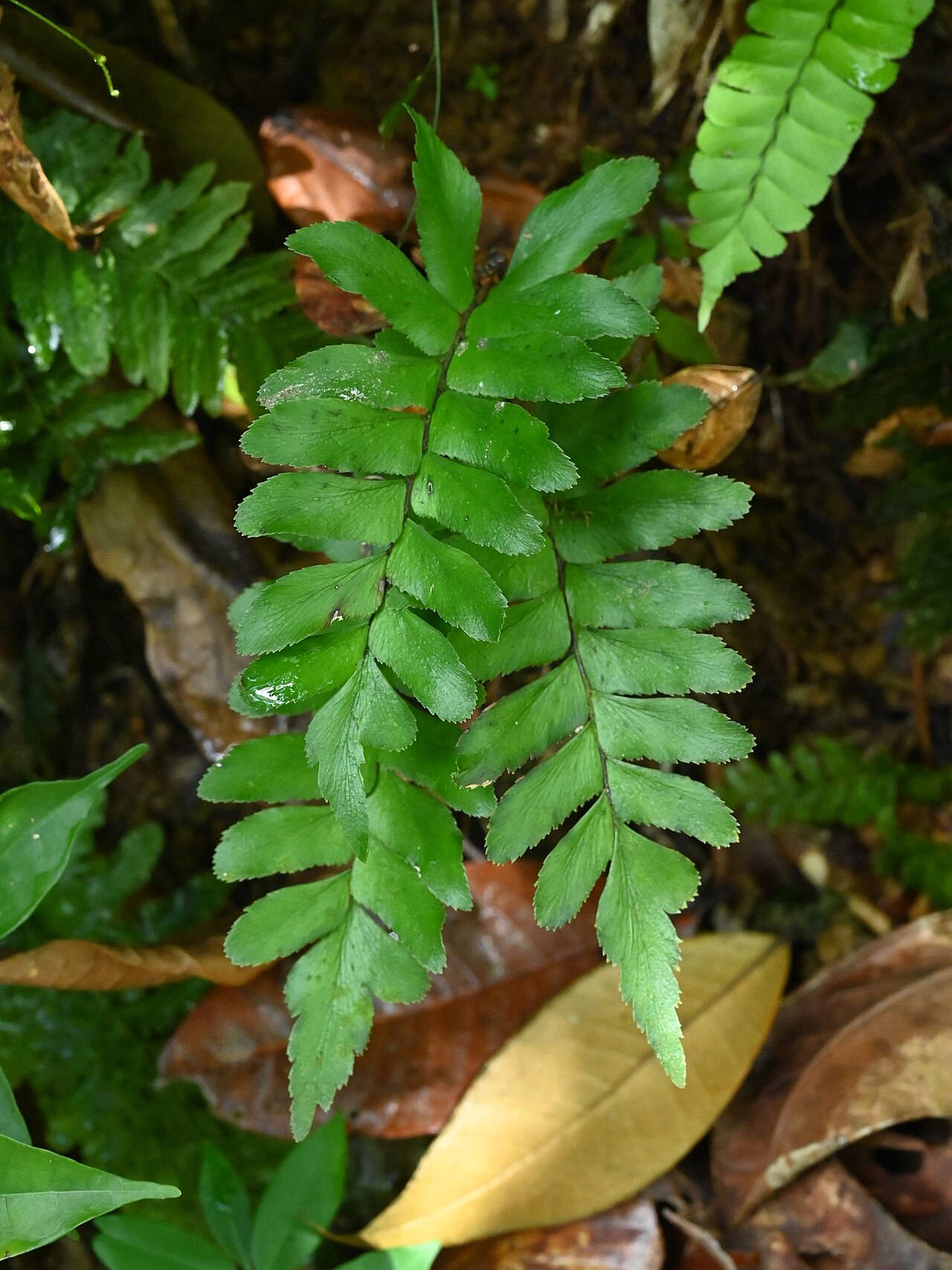 Oblique maidenhair: Adiantum obliquum near Sofaia, S from Sainte-Rose on Guadeloupe
