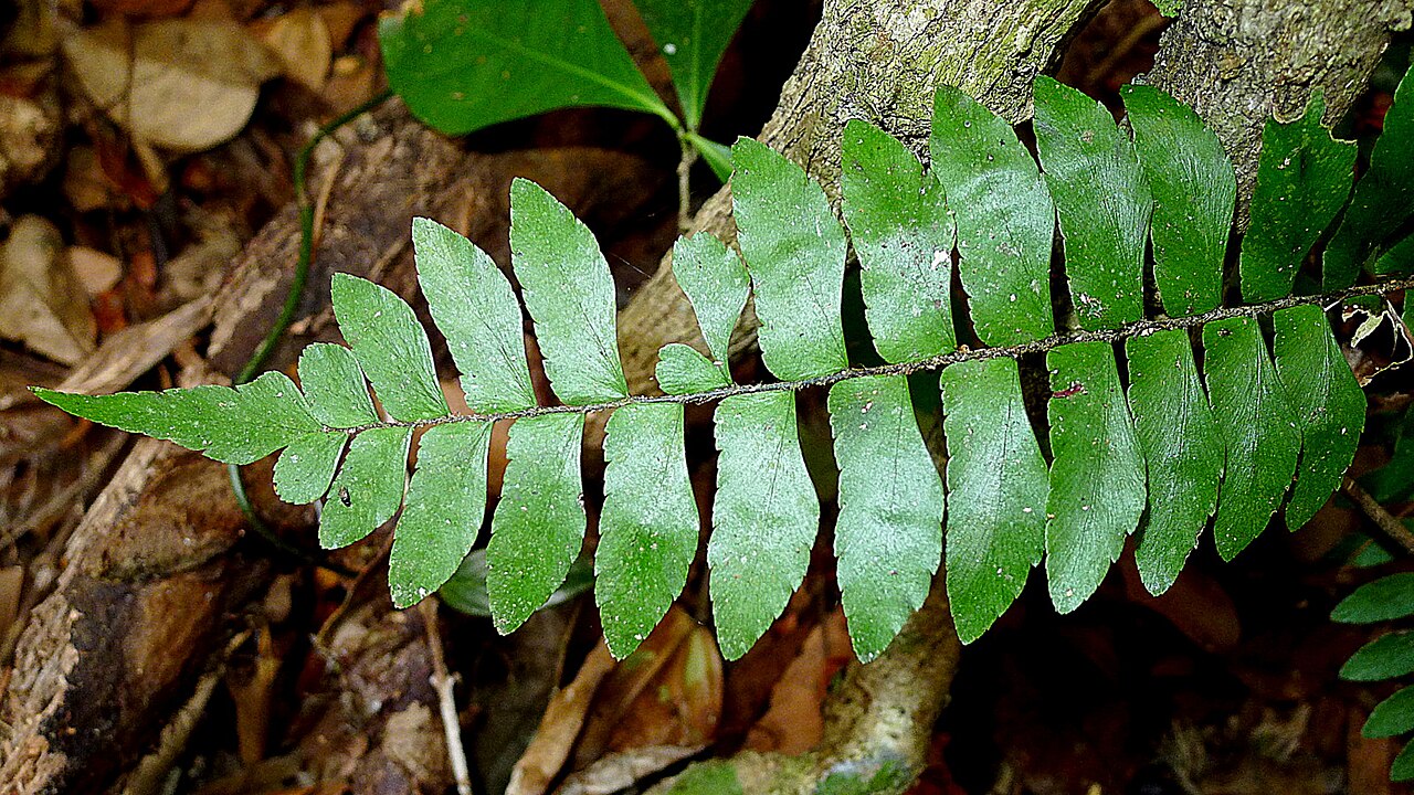 Oblique maidenhair: Adiantum obliquum Willd.