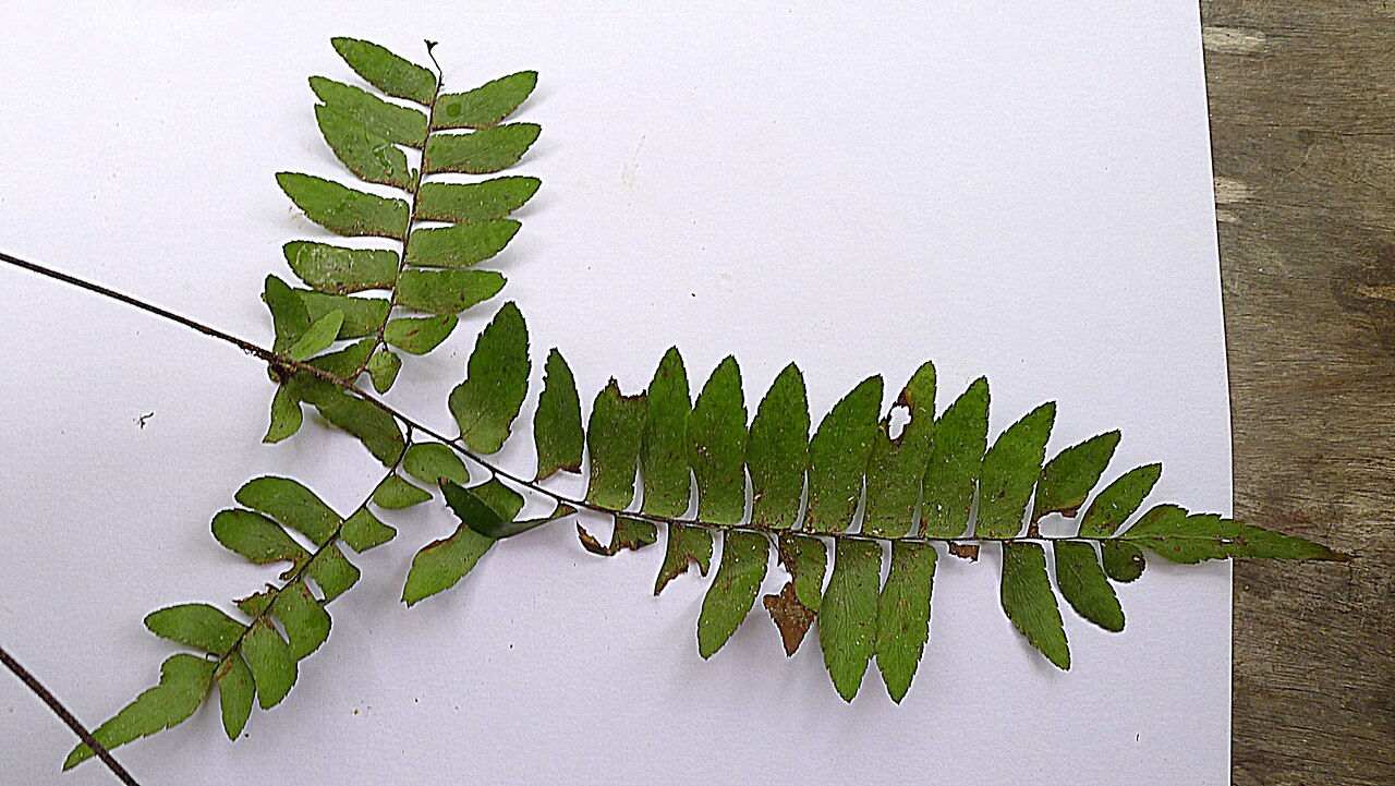 Oblique maidenhair: Adiantum obliquum Willd.