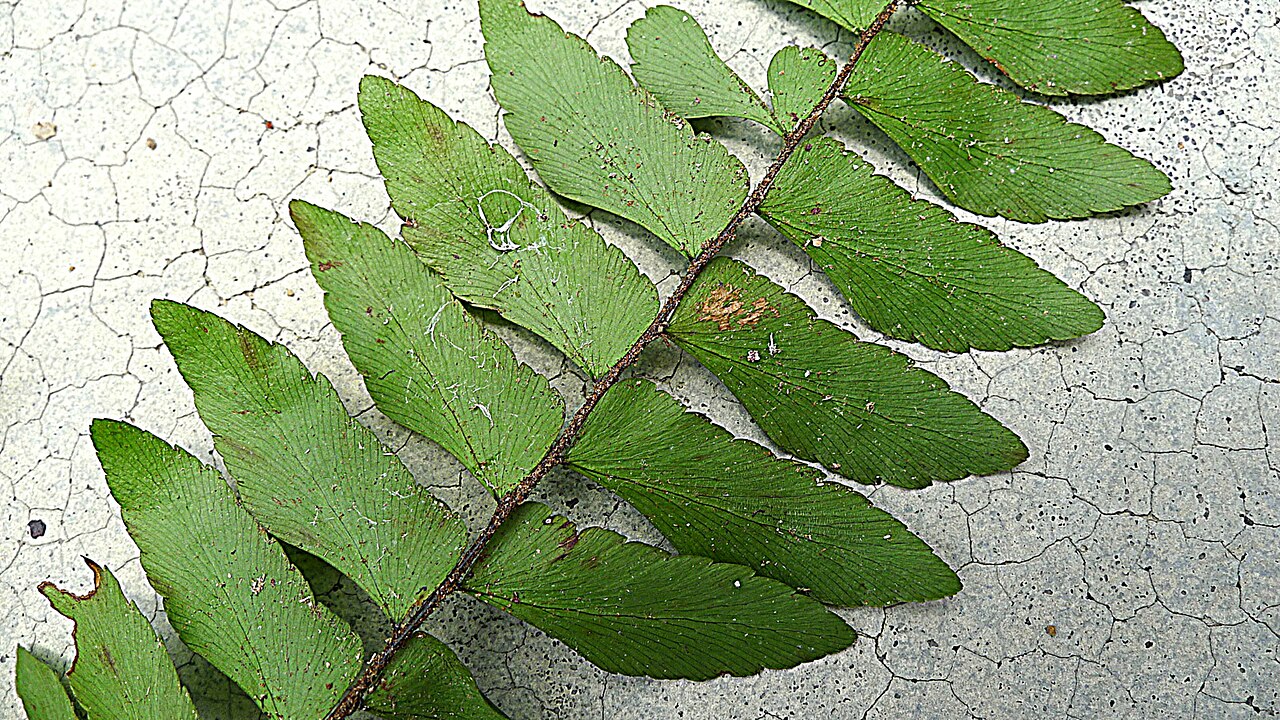 Oblique maidenhair: Adiantum obliquum Willd.