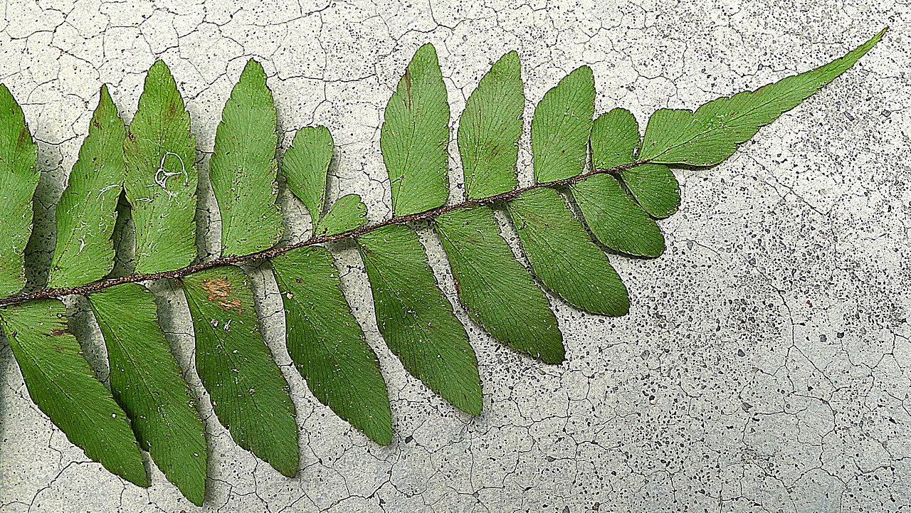 Oblique maidenhair: Adiantum obliquum Willd.