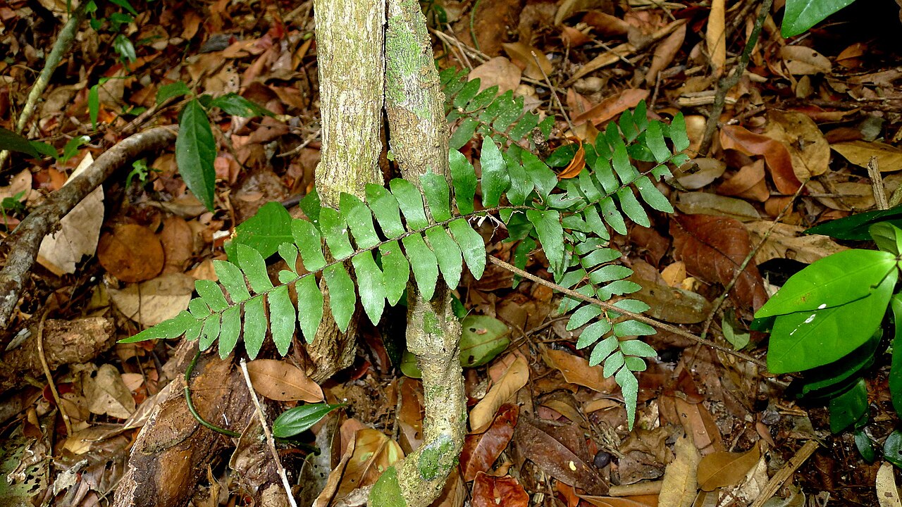 Oblique maidenhair: Adiantum obliquum Willd.