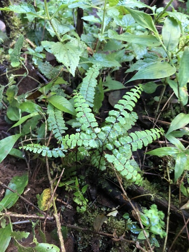 Adiantum patens (Adiantum patens)