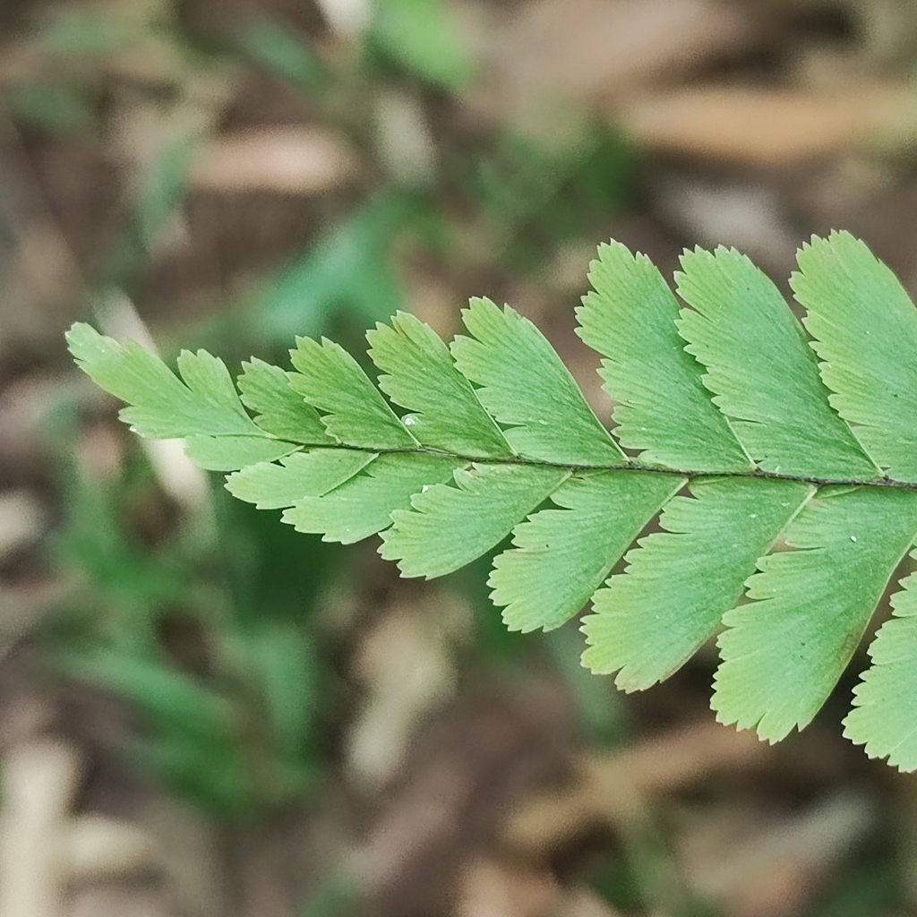 Adiantum pectinatum (Adiantum pectinatum)