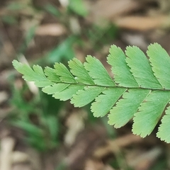 Adiantum pectinatum (Adiantum pectinatum)
