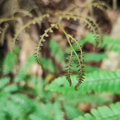 Adiantum pectinatum (Adiantum pectinatum)