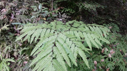 Adiantum pectinatum (Adiantum pectinatum)