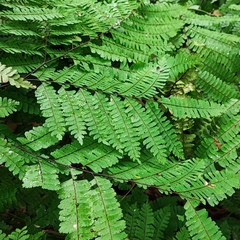 Adiantum pectinatum (Adiantum pectinatum)