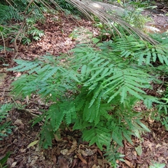 Adiantum pectinatum (Adiantum pectinatum)
