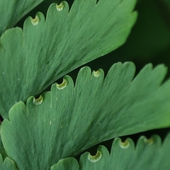 Adiantum pectinatum (Adiantum pectinatum)